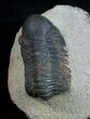 Bargain Reedops Trilobite - Inches #2976-4